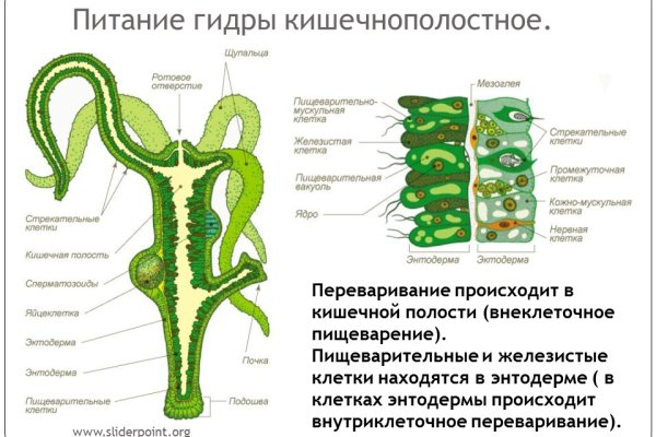 Kraken onion сайта