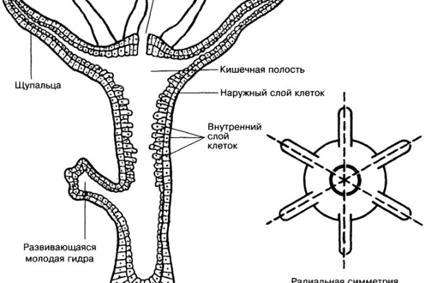 Ссылка на кракен маркет